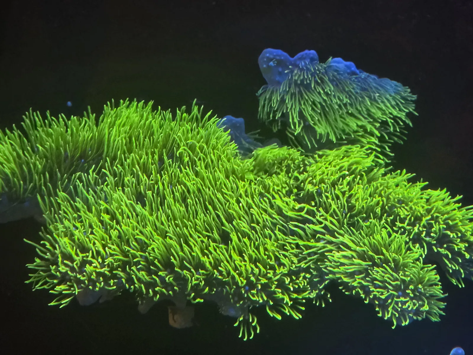 Neon Green Star Polyps