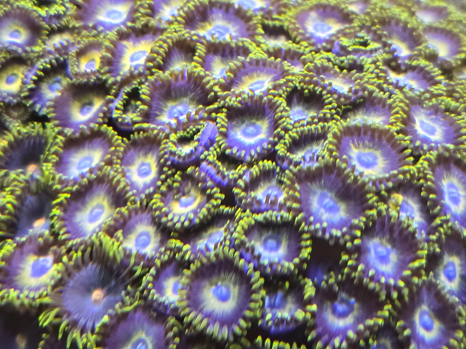Green Zoas