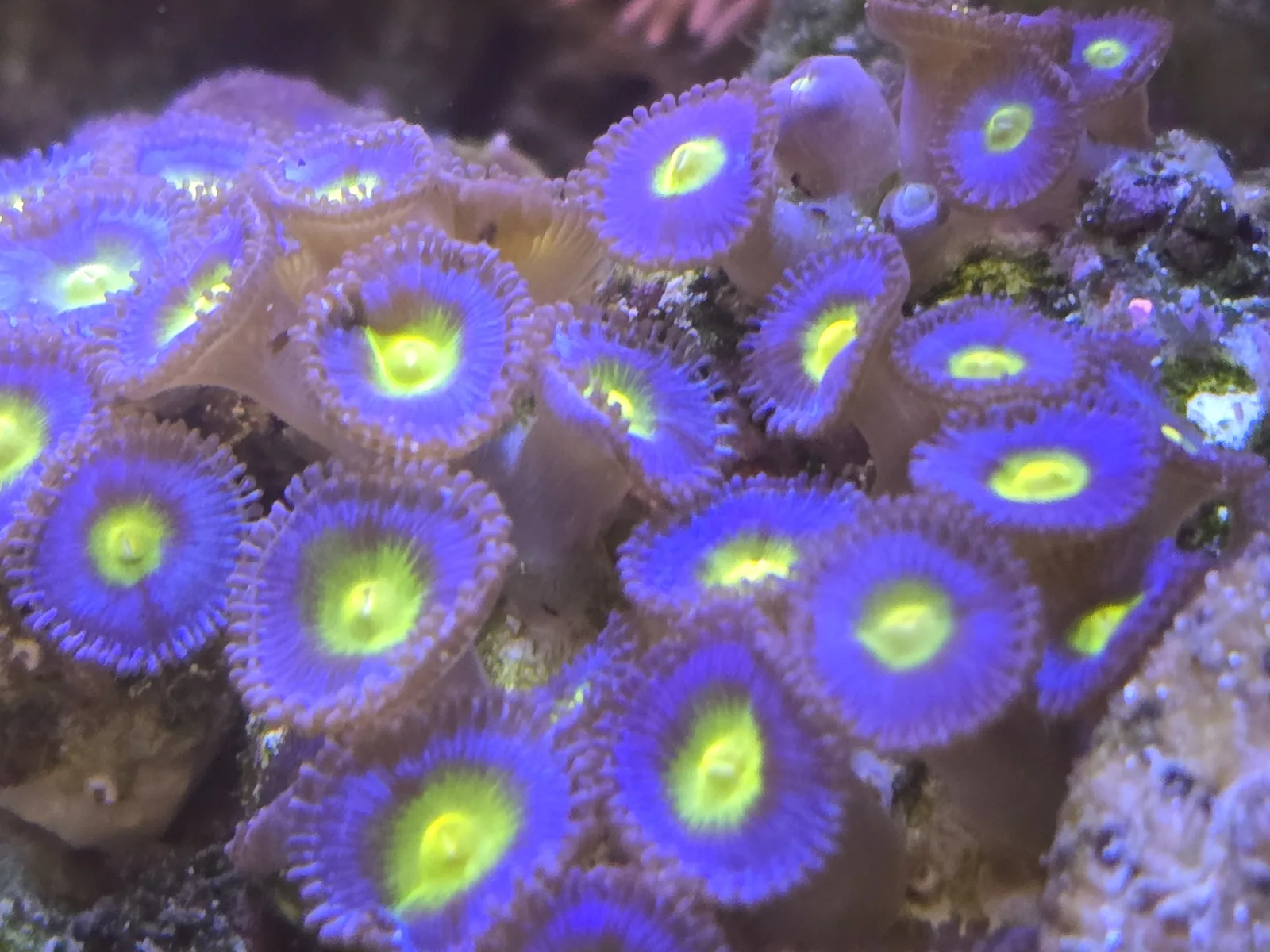 AOI Zoas