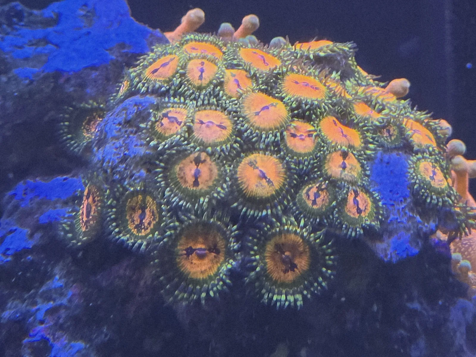Ultimate Bowtie Blaster Zoas