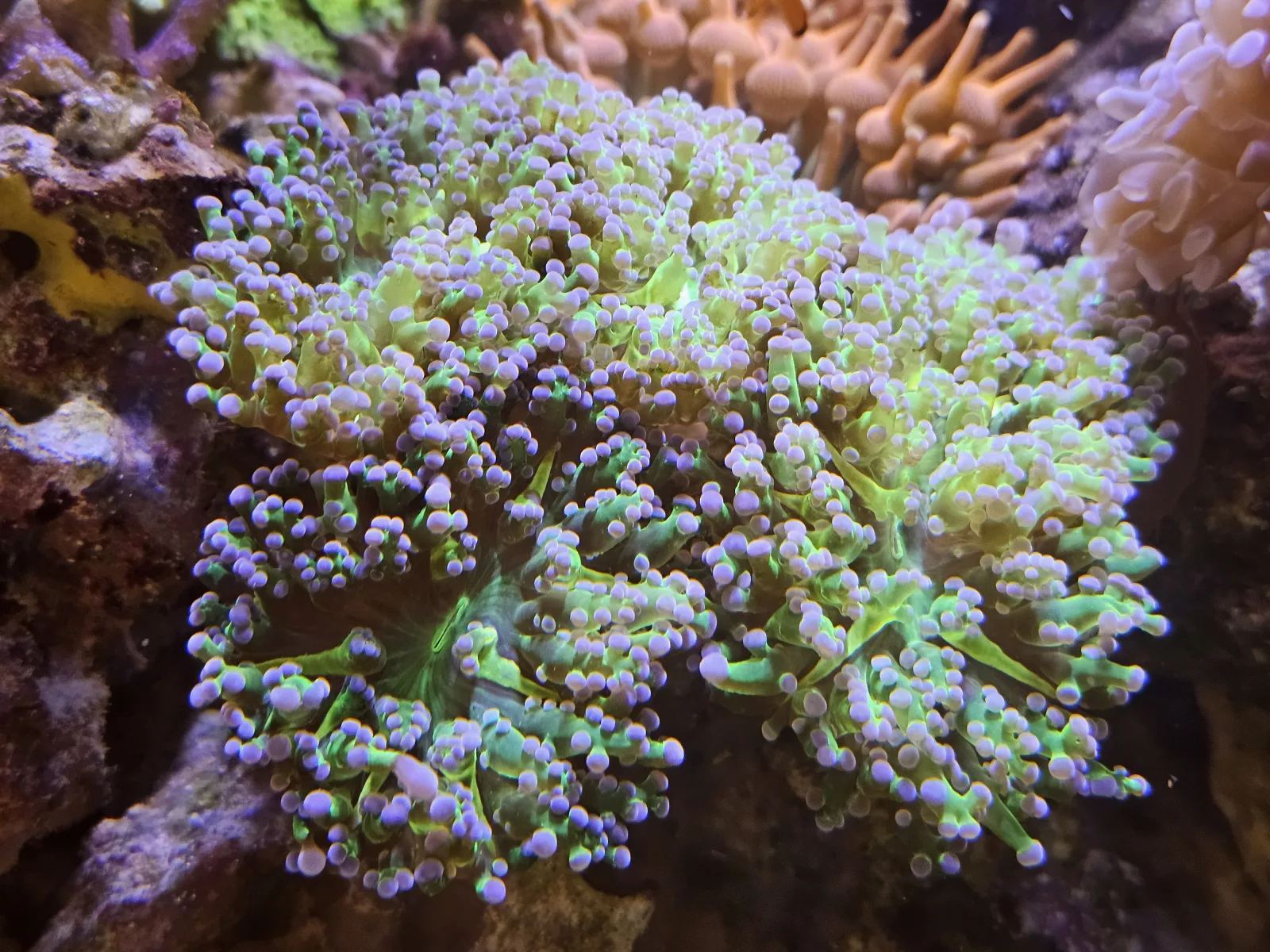 Frogspawn