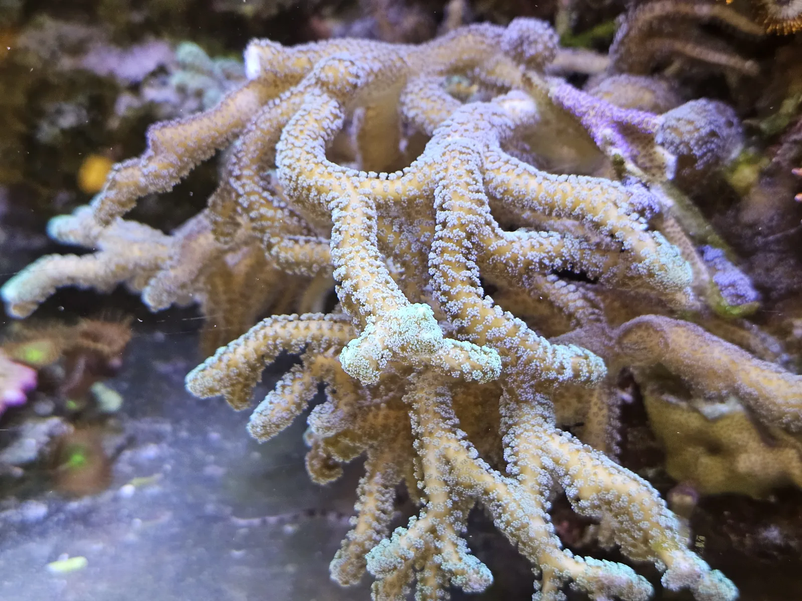 Birdsnest - Cat's Paw
