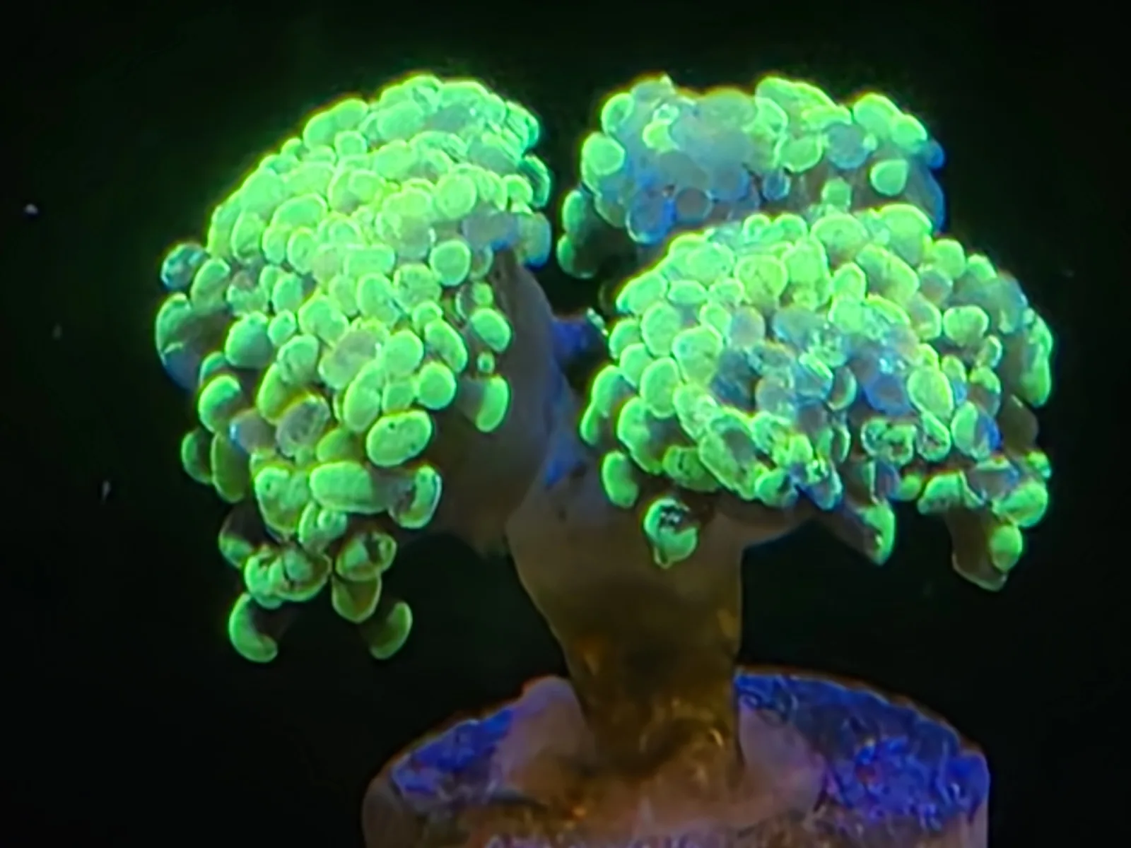 Splatter Branching Hammer